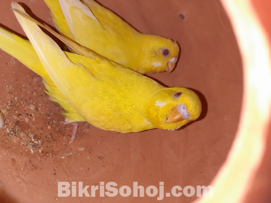 1 জোড়া রানিং লুটিনো মাস্টার পেয়ার